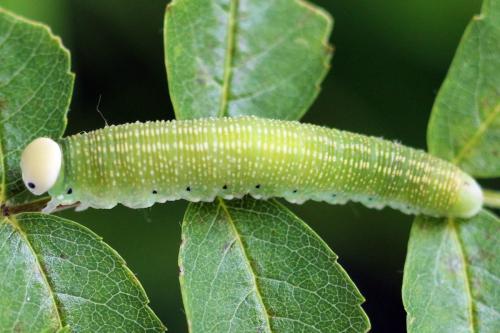 Trichiosoma sorbi