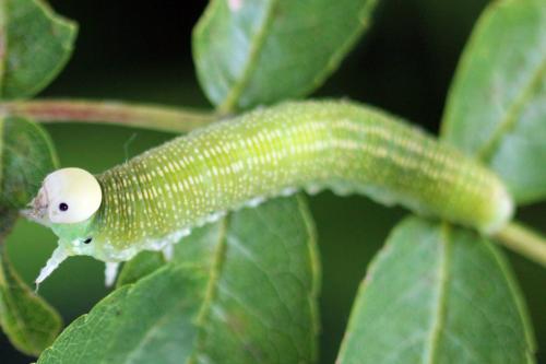Trichiosoma sorbi
