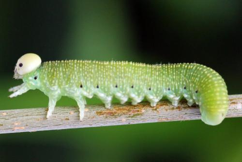Réf. 297 985 : Trichiosoma sorbi