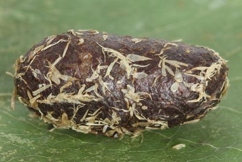Réf. 297 987 : Trichiosoma sorbi