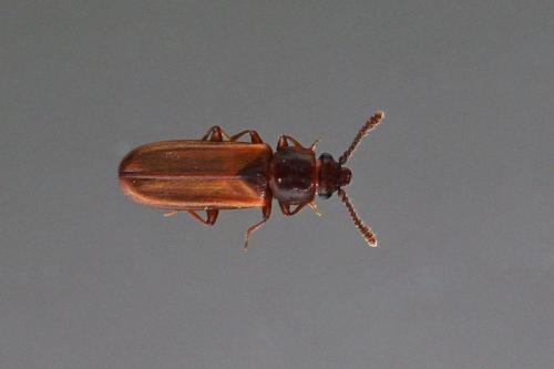 Pediacus sp.