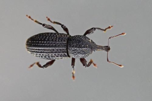 Mitoplinthus caliginosus