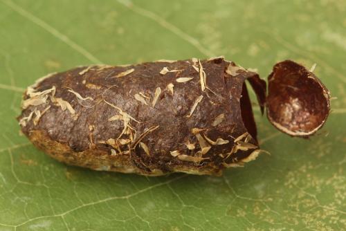 Réf. 297 988 : Trichiosoma sorbi