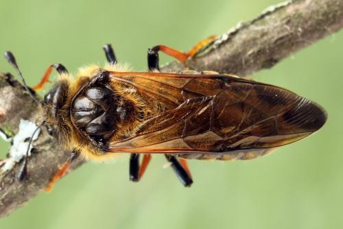 Réf. 297 990 : Trichiosoma sorbi