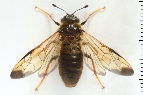 Trichiosoma sorbi