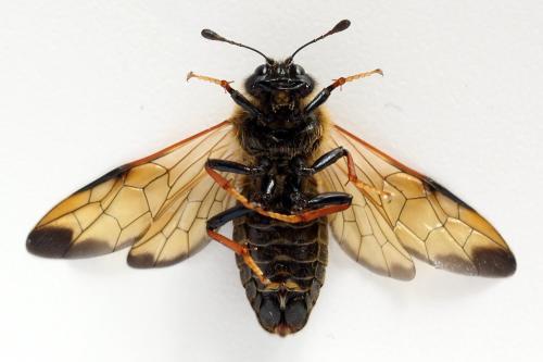 Réf. 297 992 : Trichiosoma sorbi