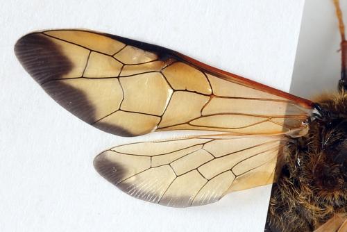 Réf. 297 993 : Trichiosoma sorbi
