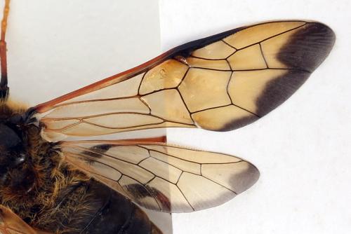 Réf. 297 994 : Trichiosoma sorbi