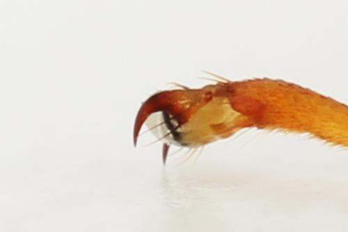 Réf. 297 995 : Trichiosoma sorbi