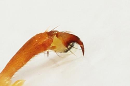 Réf. 297 996 : Trichiosoma sorbi