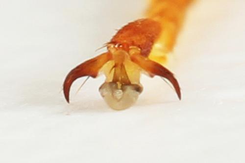 Réf. 297 997 : Trichiosoma sorbi