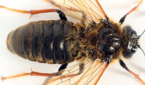Réf. 297 998 : Trichiosoma sorbi