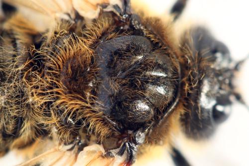 Réf. 297 999 : Trichiosoma sorbi