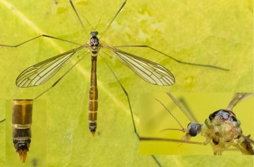 Diogma glabrata