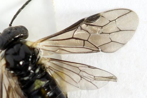 Aneugmenus coronatus