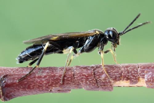 Réf. 297 932 : Emphytus basalis