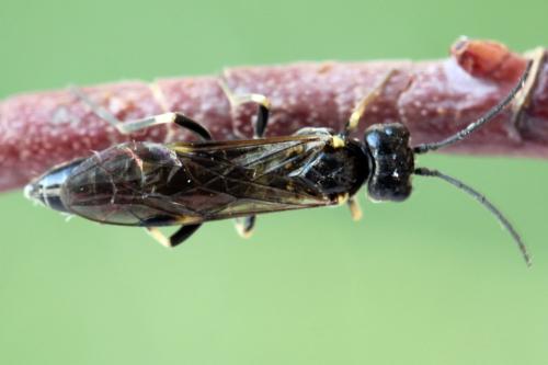 Réf. 297 933 : Emphytus basalis