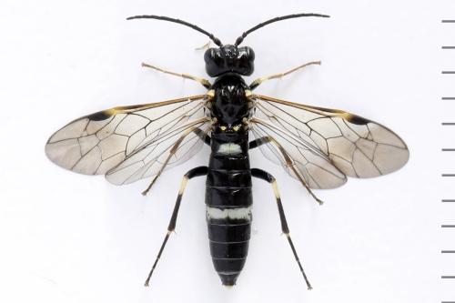 Réf. 297 934 : Emphytus basalis