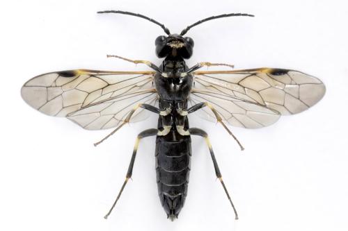Réf. 297 935 : Emphytus basalis