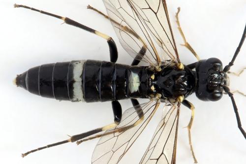 Réf. 297 936 : Emphytus basalis