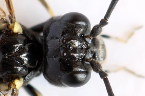 Réf. 297 938 : Emphytus basalis