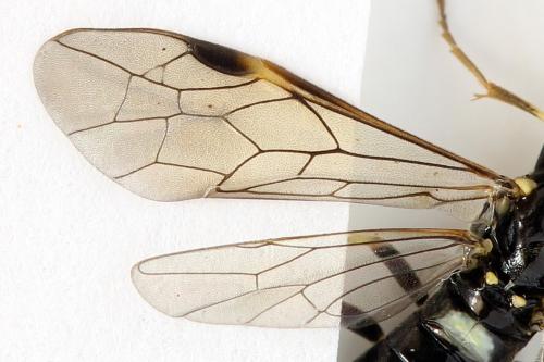 Réf. 297 939 : Emphytus basalis