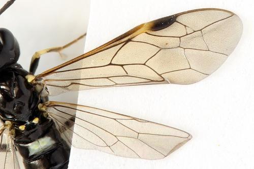 Réf. 297 940 : Emphytus basalis