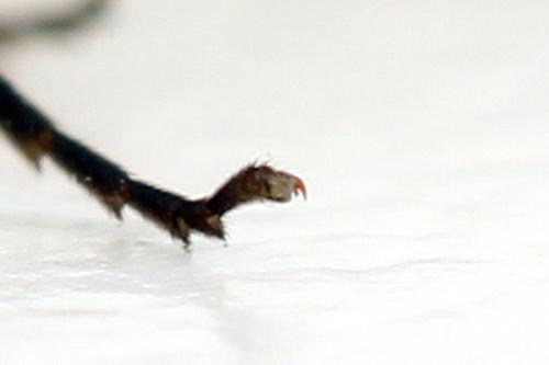 Réf. 297 941 : Emphytus basalis