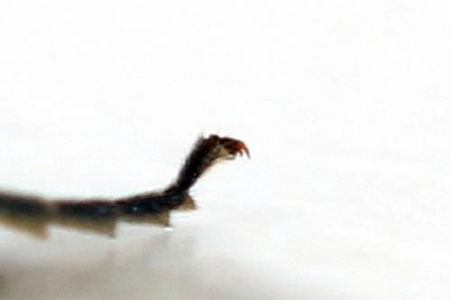 Réf. 297 943 : Emphytus basalis