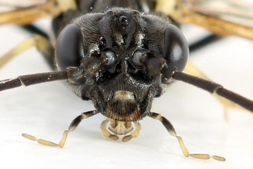 Réf. 297 944 : Emphytus basalis