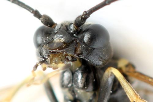 Réf. 297 945 : Emphytus basalis