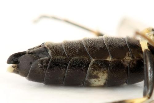 Réf. 297 946 : Emphytus basalis