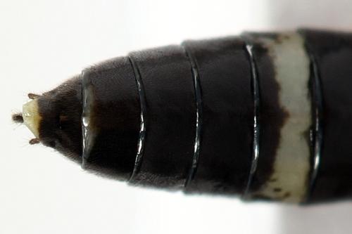 Réf. 297 948 : Emphytus basalis