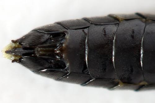 Réf. 297 949 : Emphytus basalis