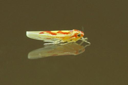Zygina sp.