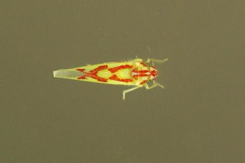 Zygina sp.