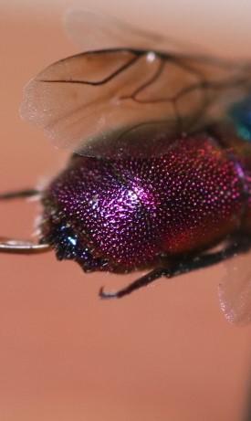 Réf. 297 172 : Chrysis interjecta