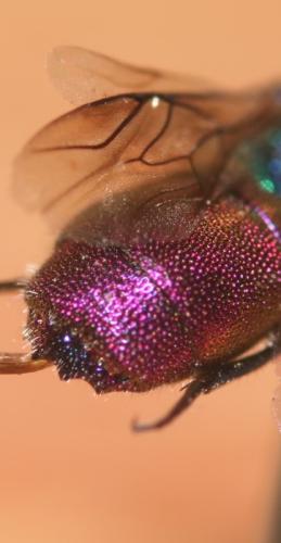 Réf. 297 173 : Chrysis interjecta
