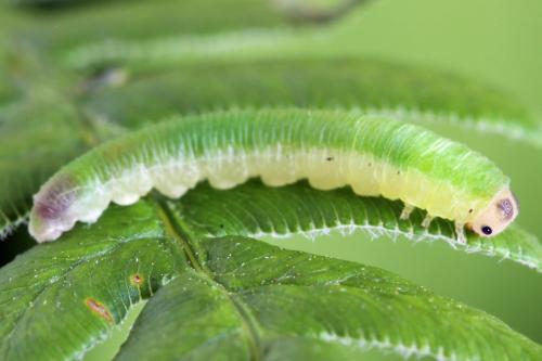 Aneugmenus coronatus