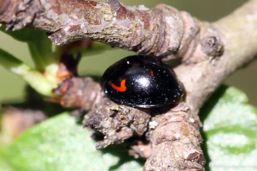 Réf. 297 776 : Exochomus quadripustulatus