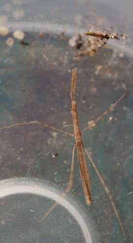Réf. 297 869 : Metapterus linearis