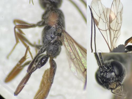 Réf. 297 729 : Xorides csikii
