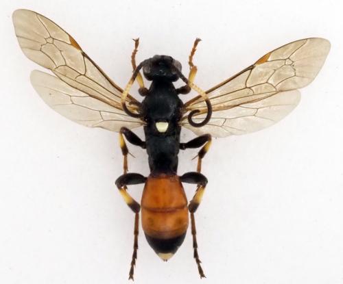 Réf. 297 322 : Ichneumon sp.