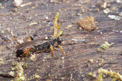 Réf. 297 321 : Ichneumon sp.
