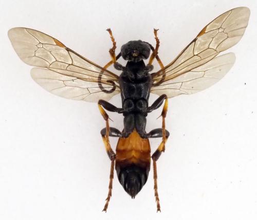 Réf. 297 323 : Ichneumon sp.