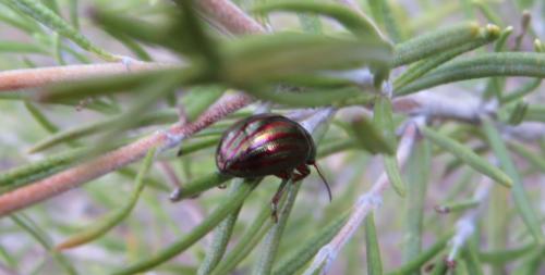 Réf. 297 532 : Chrysolina americana