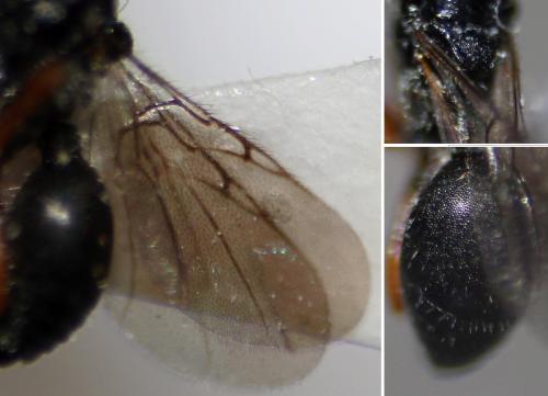 Ismarus rugulosus