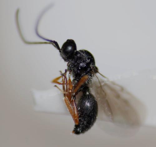 Ismarus rugulosus