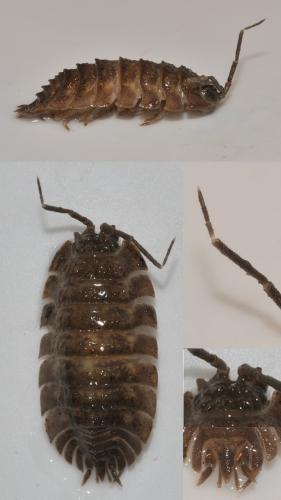 Réf. 297 727 : Oniscus simoni