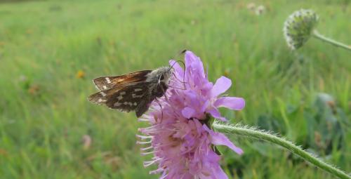 Réf. 297 789 : Hesperia comma